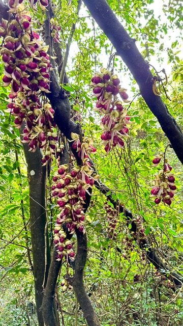 飛鳳山、中坑山、大阪根、賞血藤花O走_2542574