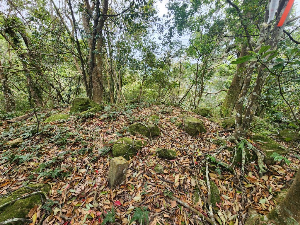 20250329東坑山八角崠山打鹿坑山_2798883