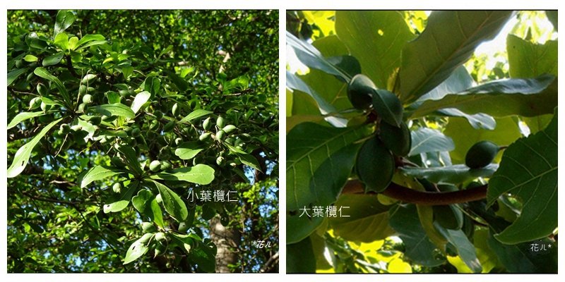 小葉欖仁/黃金雨_1634913