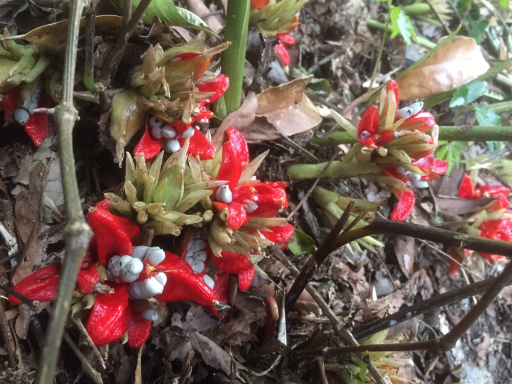 20211212屏東北大武山_1588235