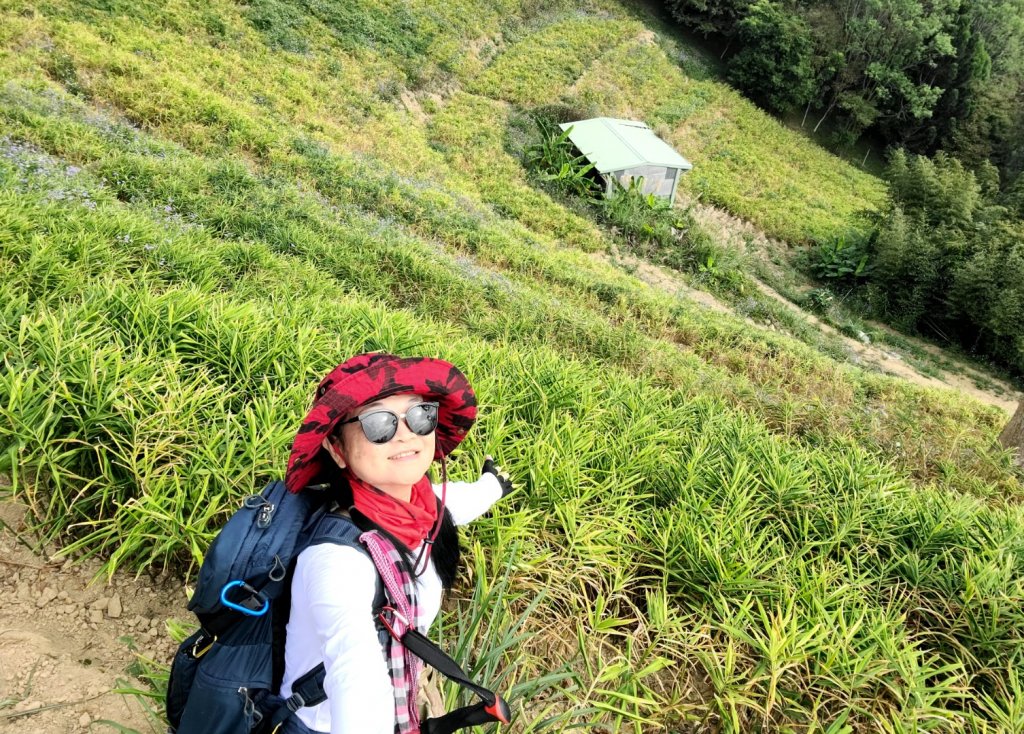 小百岳關刀山889m+銅鑼杭菊_1924017