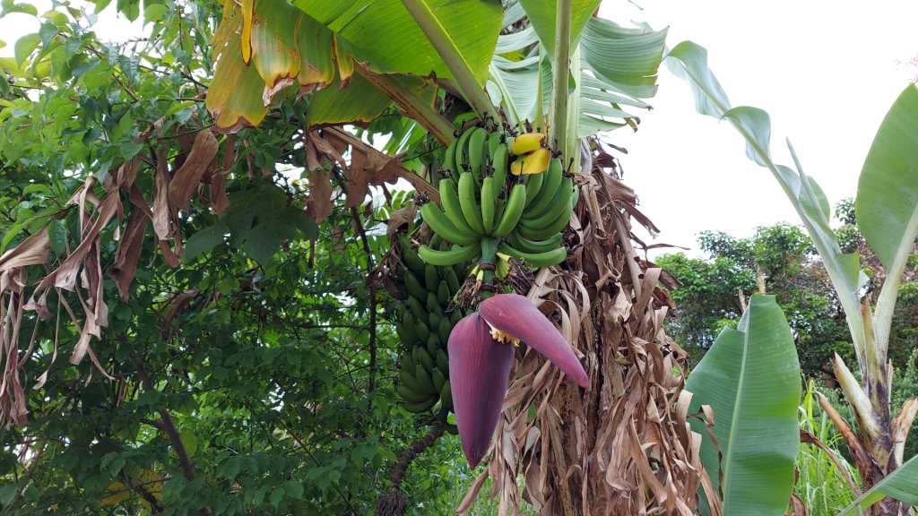小百岳NO.5觀音山 牛港稜步道  硬漢嶺   楓櫃斗湖登山步道_2090093