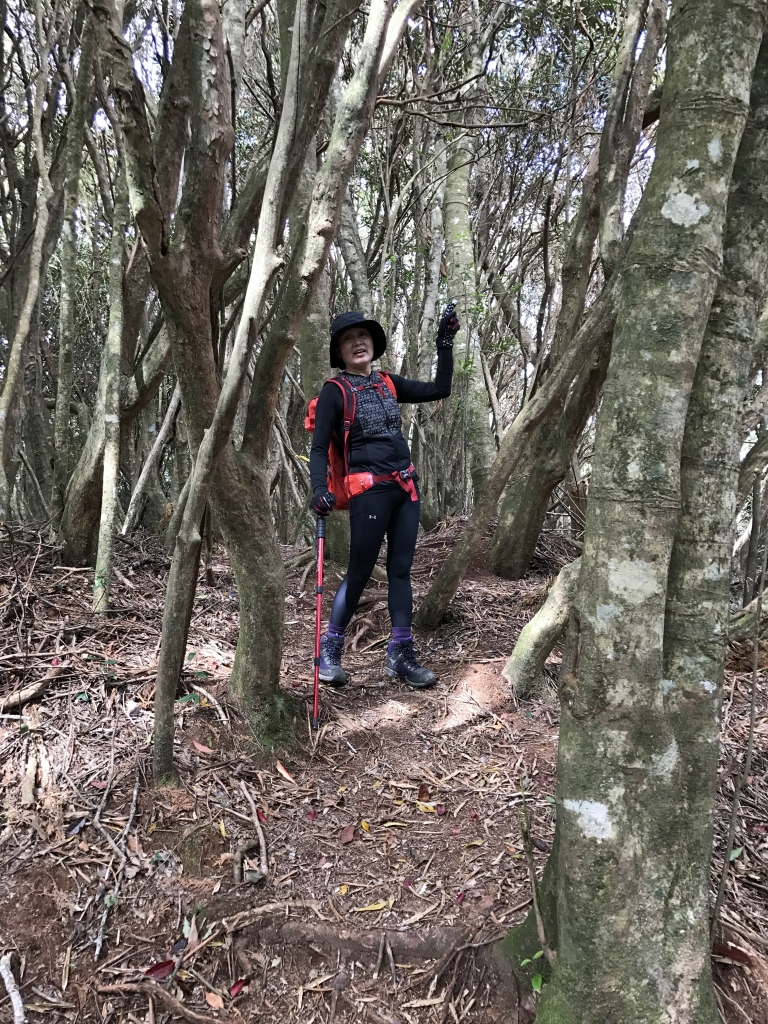 高島縱走之奇幻森林_94022