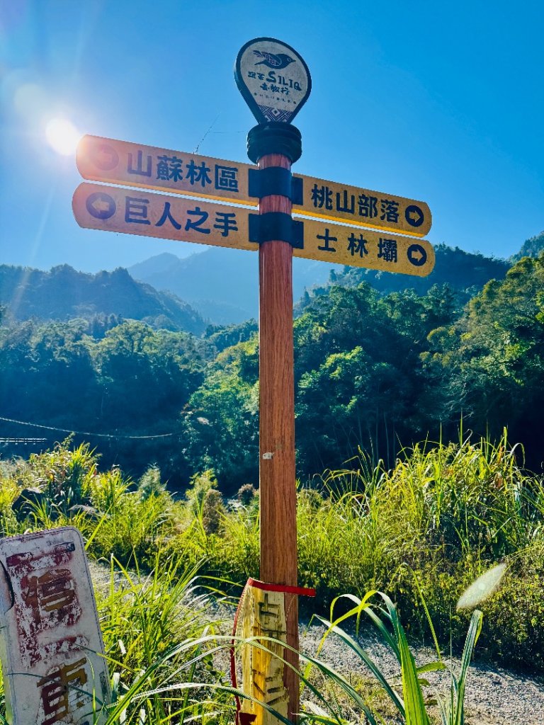 雪山坑登山步道尋巨人_2978229
