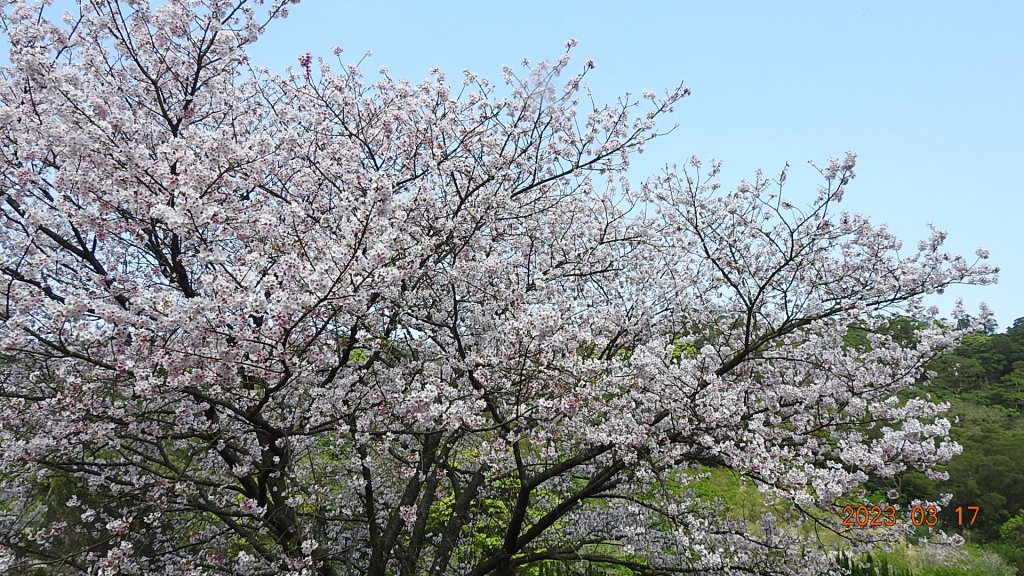 追花是簡單的快樂，賞花是恬淡的幸福。3/17_2073485