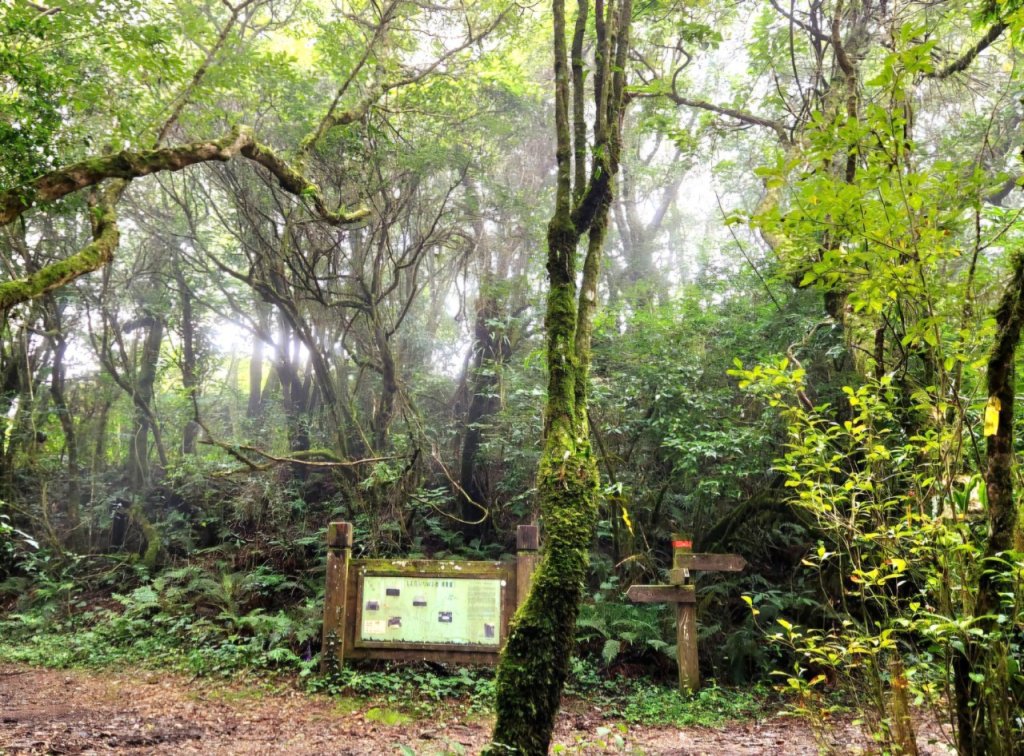 【中級山】隱藏在尖石的神秘古堡，昔日兵家必爭之地，新竹李棟山_2744527