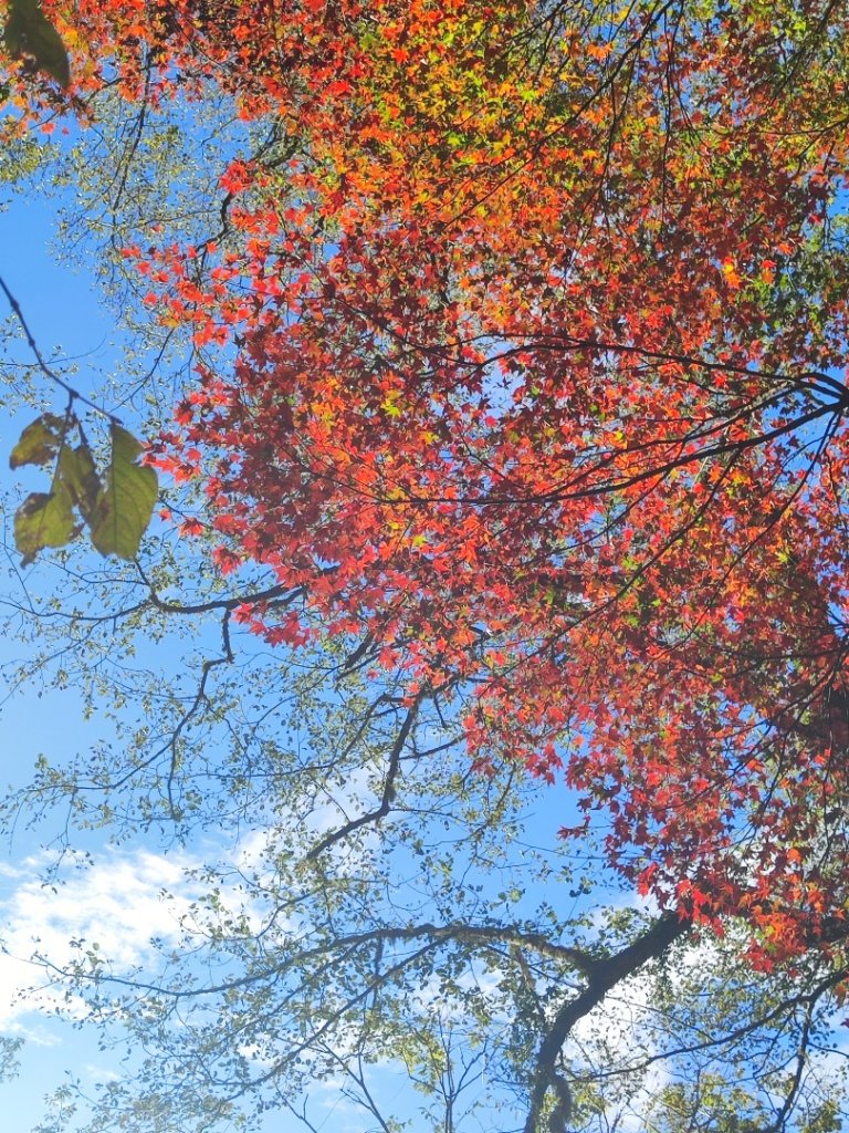 霞喀羅古道全線解鎖（石鹿到養老）_2961019