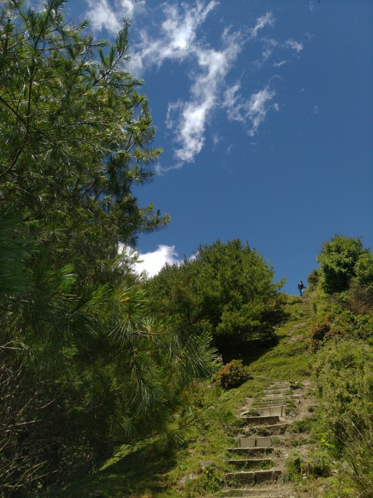 2022-07-21 塔塔加一日遊(麟趾山、鹿林山)_1771441