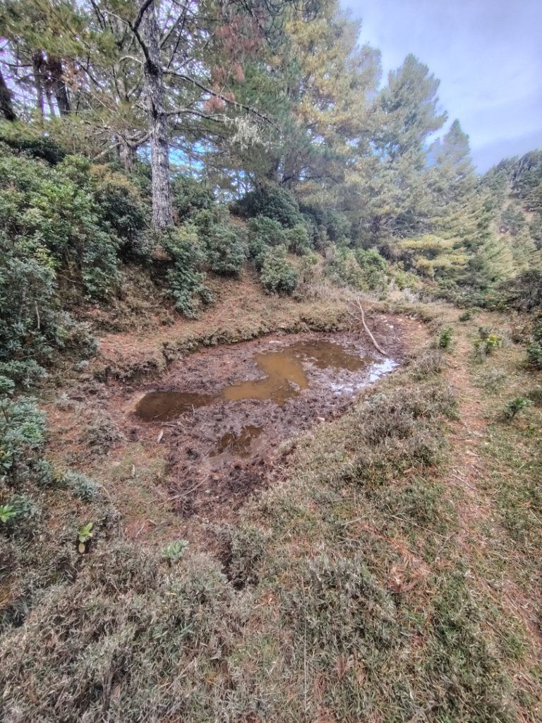 東埔走八通關古道訪龍貓公車繞對關山O型_2963033