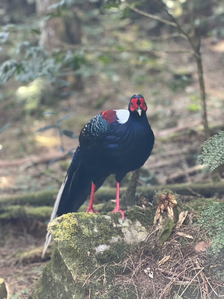 小百岳-稍來山_2752438