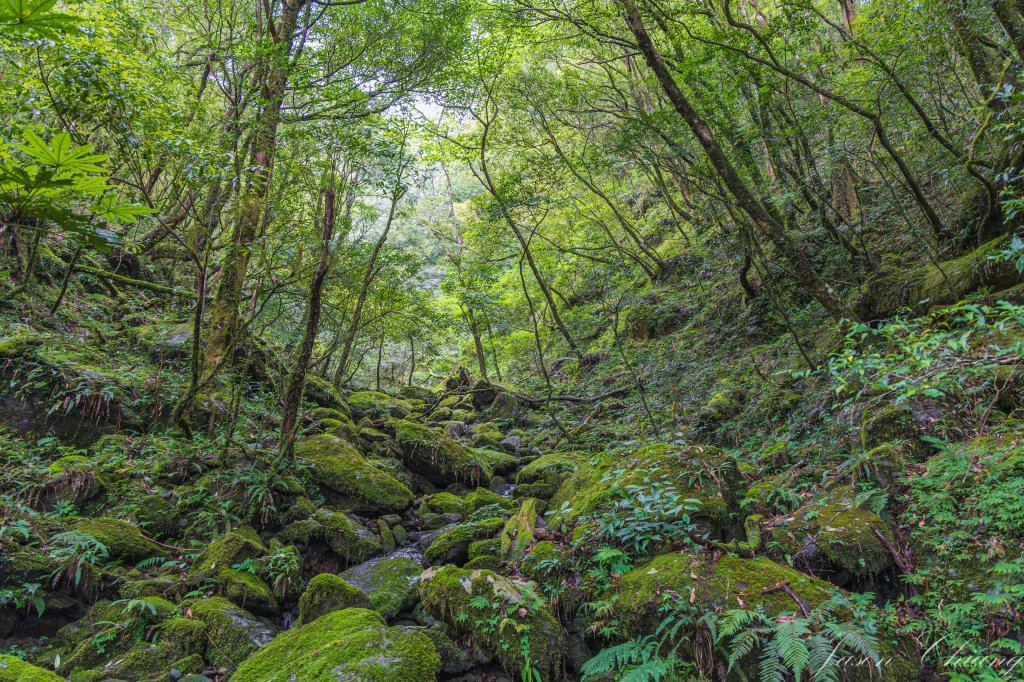 [桃園]北插天山磨練之旅_2532911