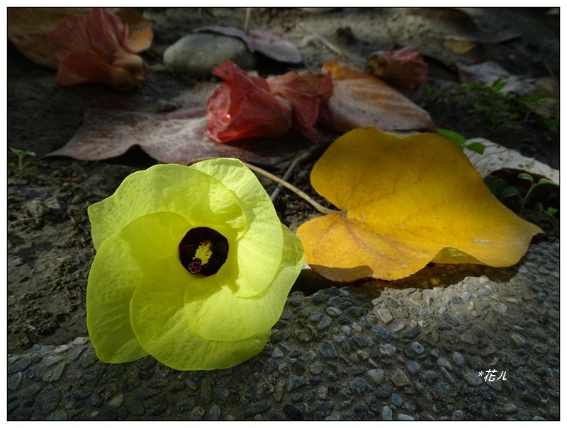 夏日/黃槿的花開_1417575
