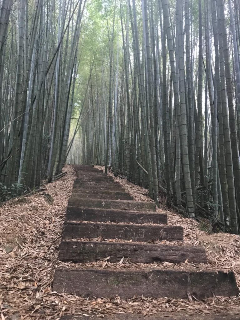 雲嘉大尖山封面圖