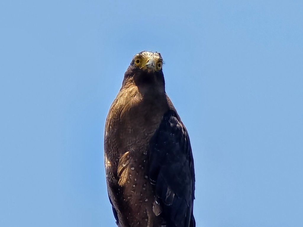 台中大坑頭嵙山（大冠鷲／木蜂／五色鳥／血藤花／鳳凰花）_2775084