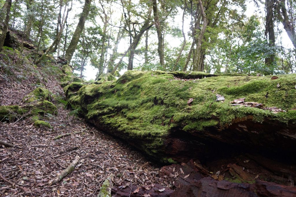 斯拉巴庫之魔幻森林- 狗年走春_282624