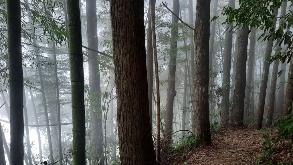 《南投》忘憂森林｜嶺頭山及金柑樹山O繞(留龍頭起登)20230318_2076906