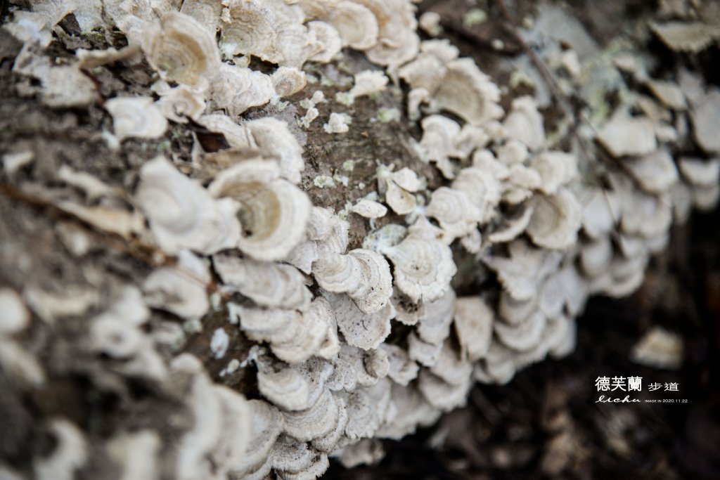 德芙蘭步道_1278433