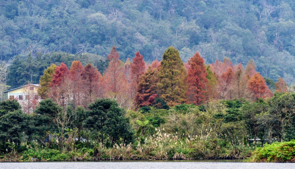 雙連落羽松影封面圖
