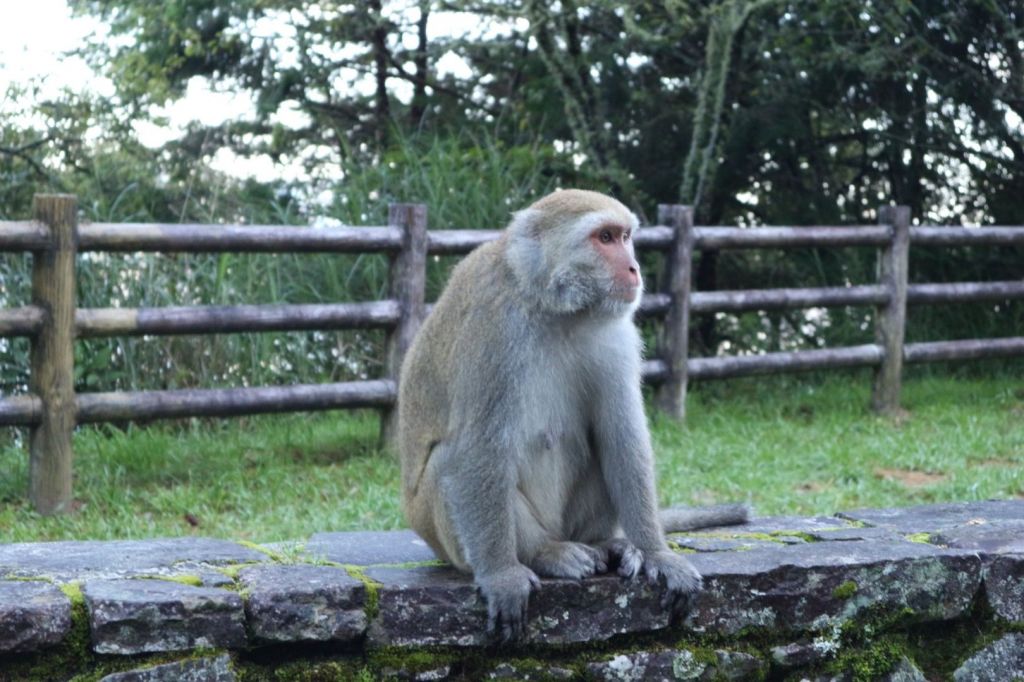 全台最高咖啡館-玉山北峰_390048
