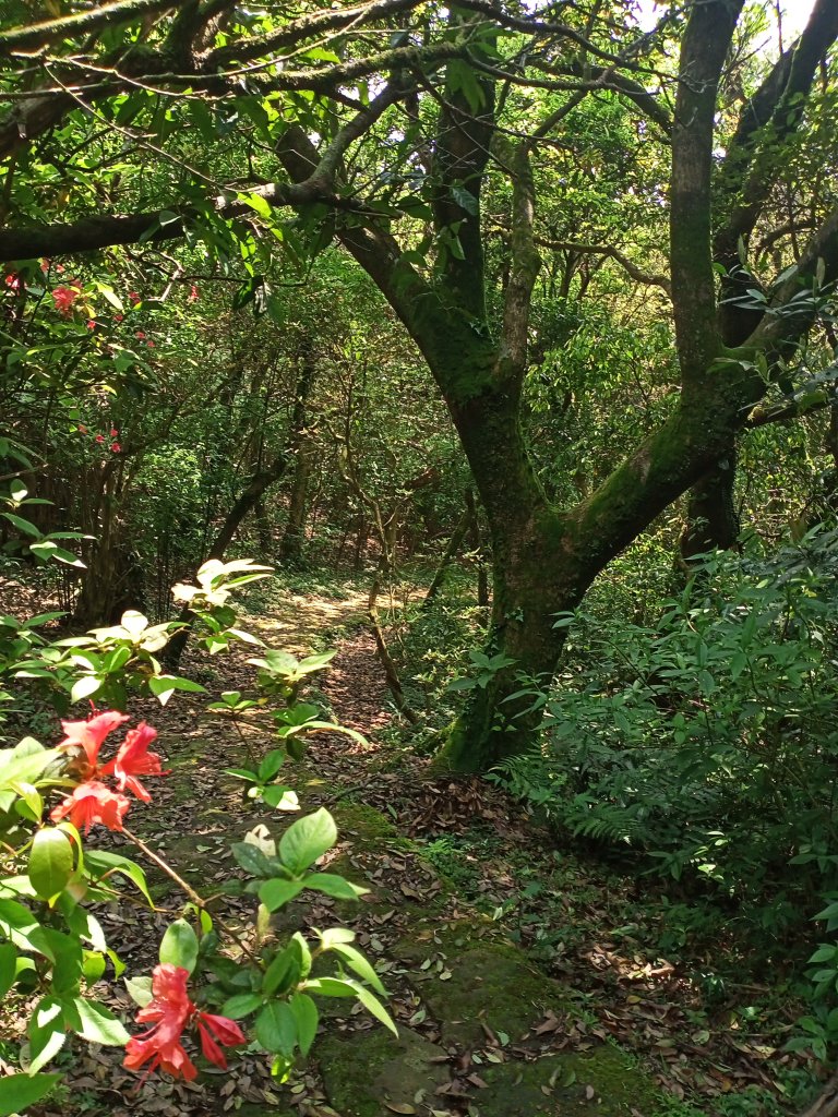 菜公坑山步道【走遍陽明山】_2114075