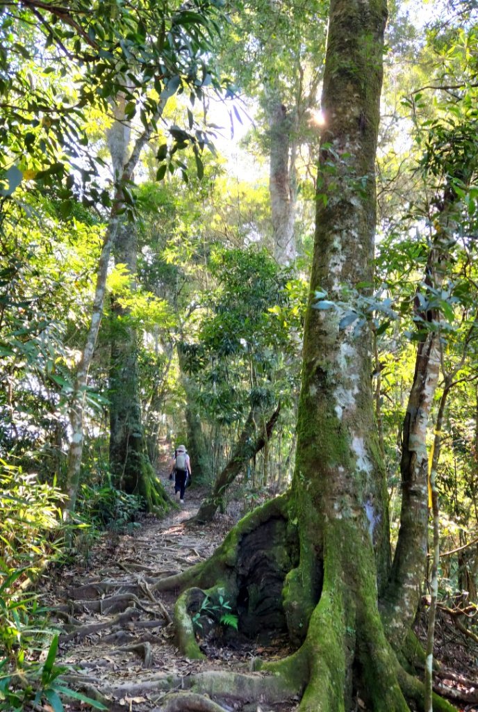 【中級山】中級山的大霸尖山，水雲三星虎山_2741174