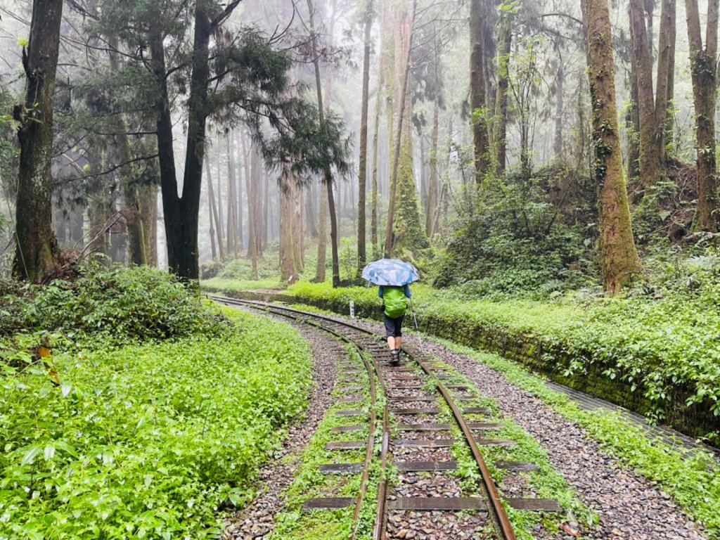 1130610水山巨木步道O繞_2523655