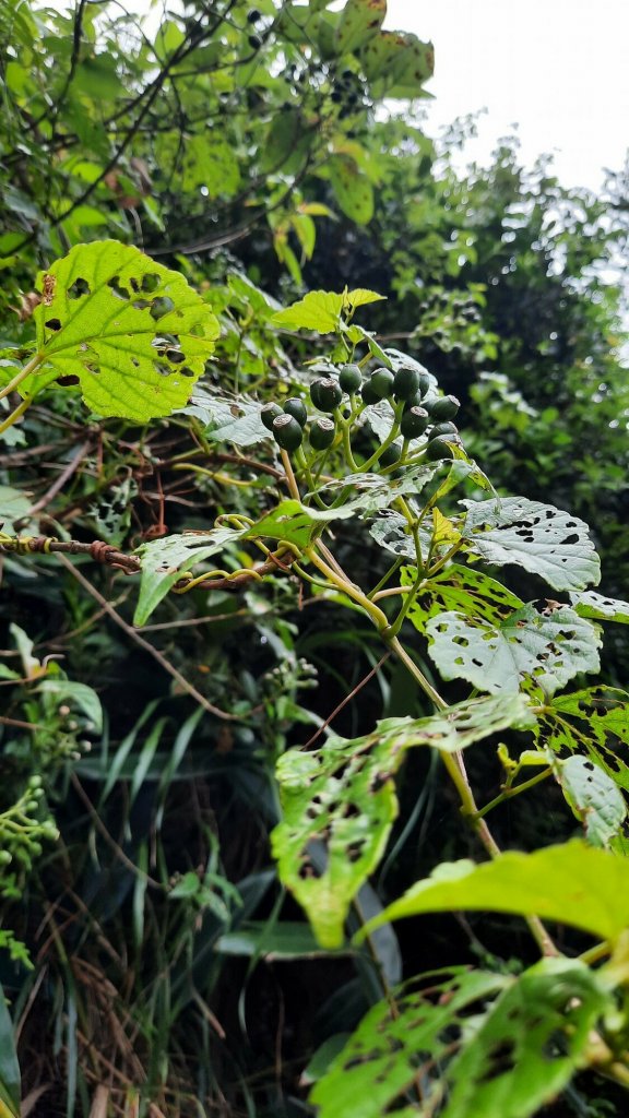 《新北》360山海視野｜南子吝步道X東北角海岸20220702_1752643