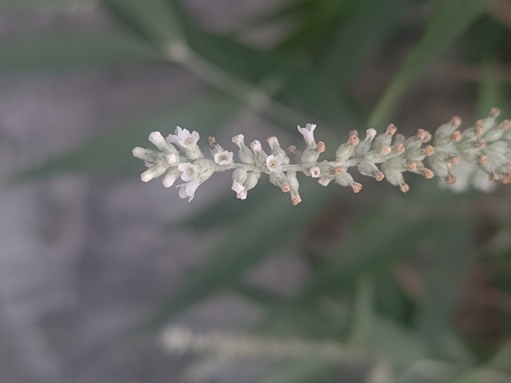 盆貿里山三盆連走_2749516