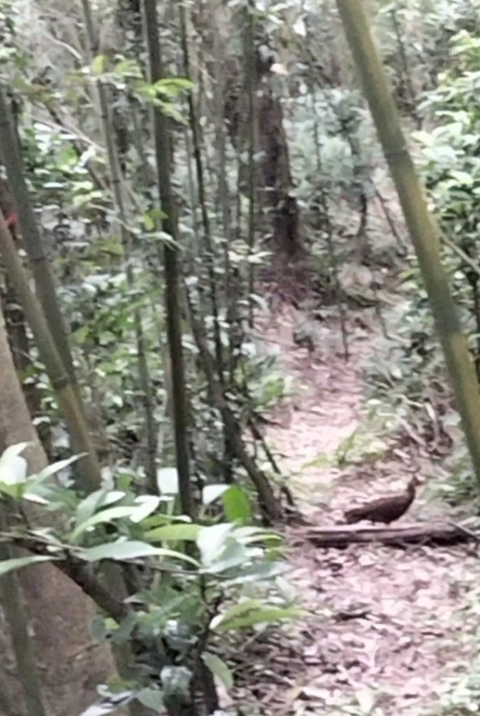 7/30鵝角格山、貓空山徑巧遇藍腹鷴（♀️）_2560774