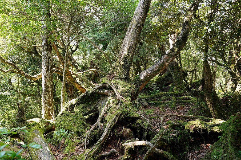 新北 烏來 山車廣山、檜山_2567381