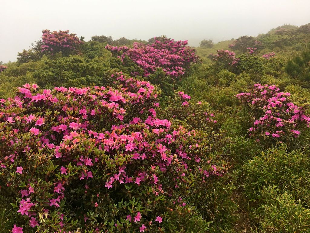 雲霧中賞合歡北峰杜鵑順訪台灣池_345007