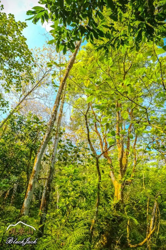 學霸同行尾寮山_295264