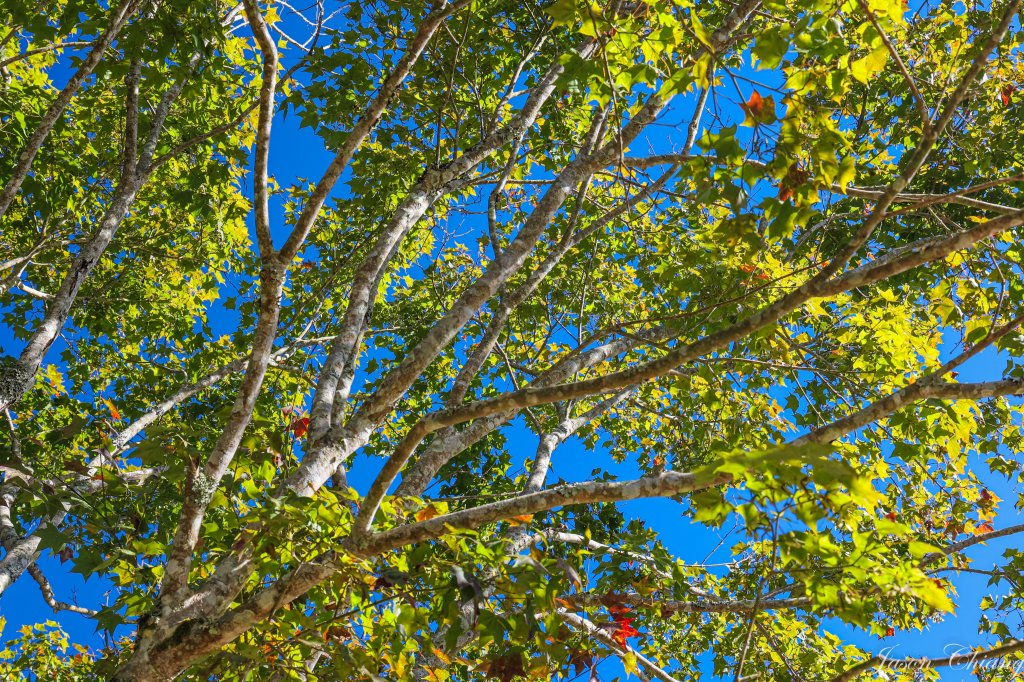 [苗栗]馬那邦山_2355159