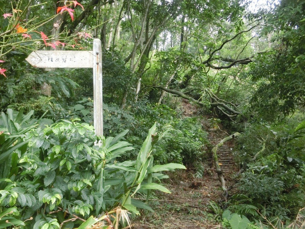 指南茶路賞花趣_253074