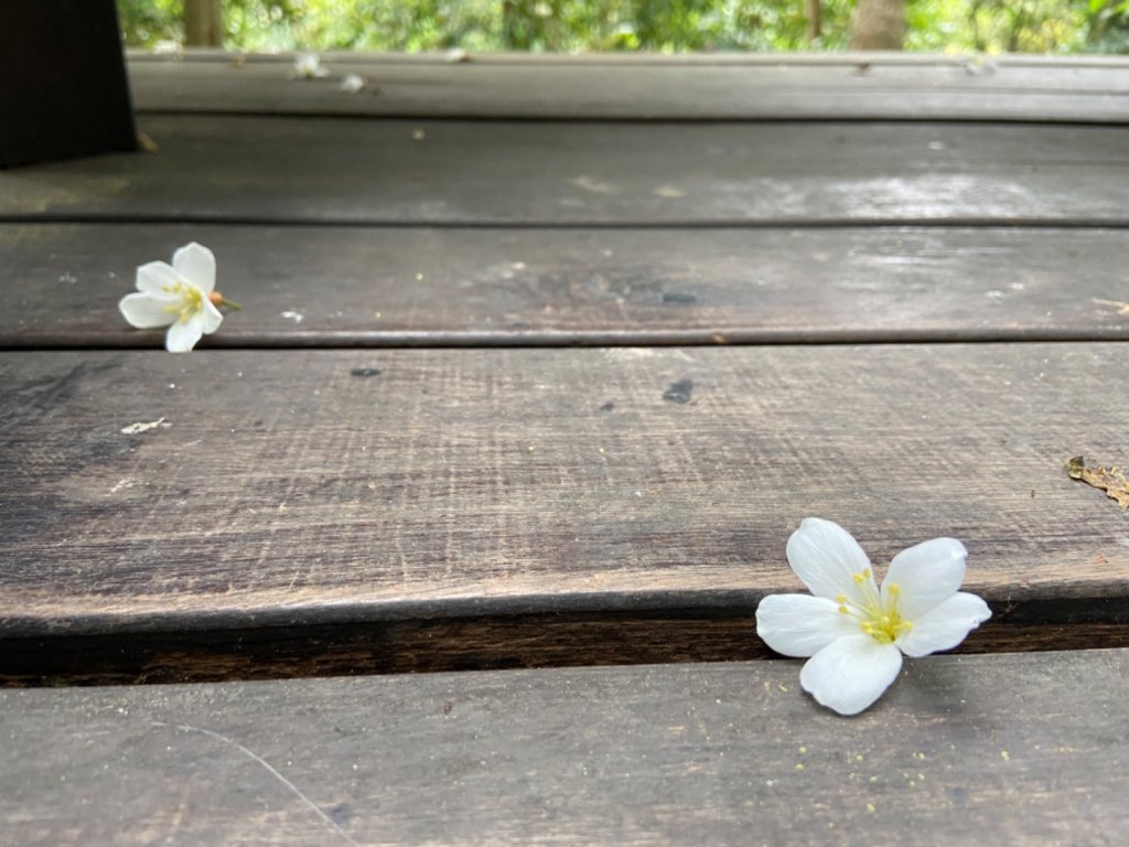 大坑2號原路來回_2130436