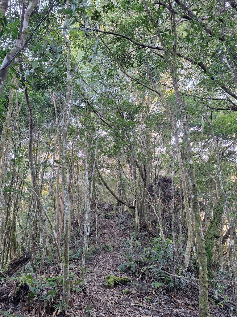 復興三尖之夫婦山+夫婦山西峰20241210_2667256