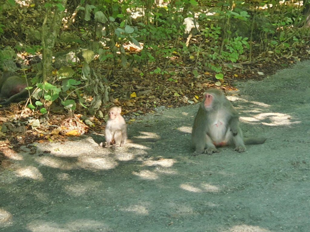 北柴山步道_1114955