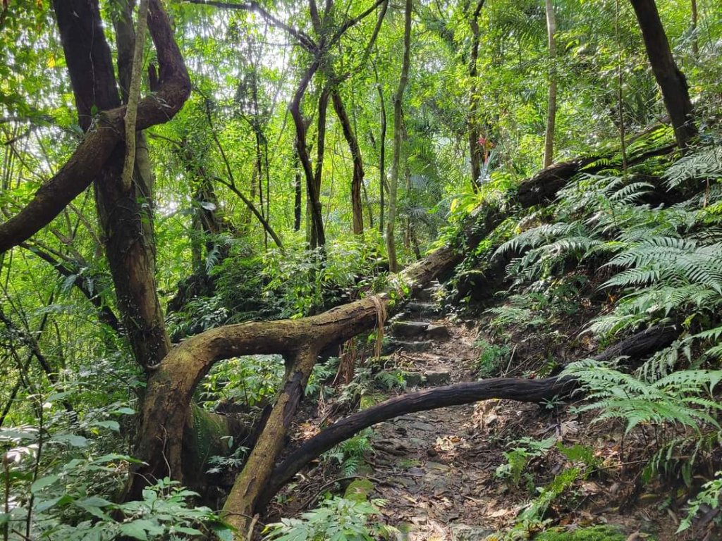 112.12.07 淡蘭古道（雙溪-十分）_2551540
