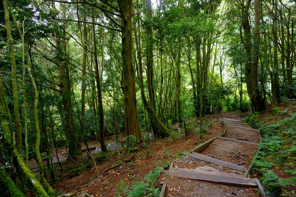檜山巨木森林步道_481572