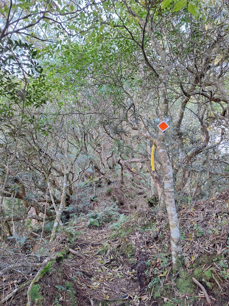 復興三尖之夫婦山+夫婦山西峰20241210_2667296