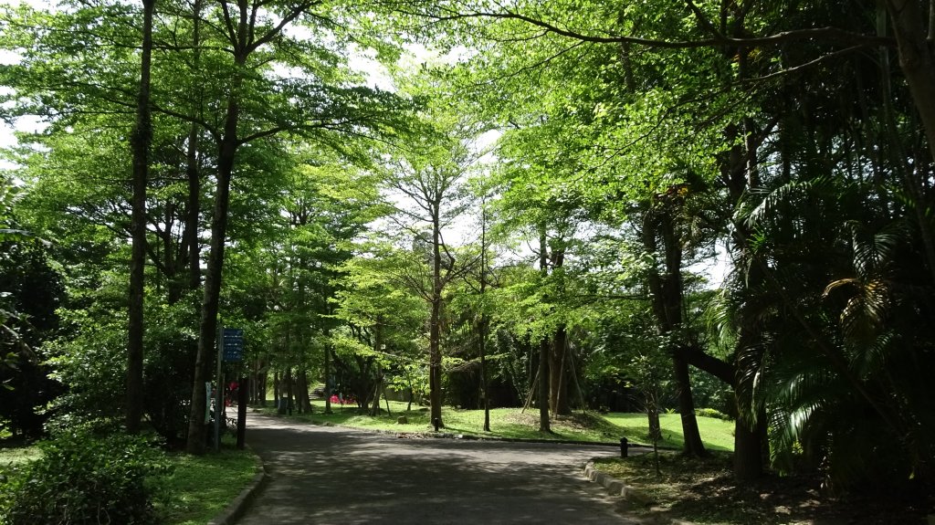 溫羅汀魚木,小觀音山,寶藏巖,尋寶步道,台大,芳蘭居_2115528