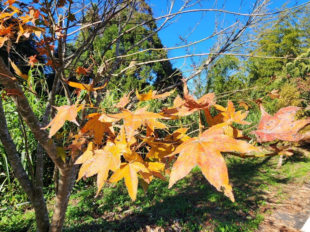 雲嶺之丘連走木馬古道O繞_2665838