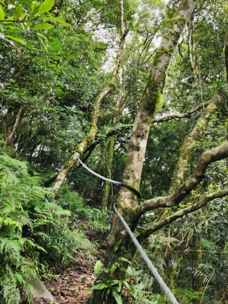 【中級山】有一種美，令人不想回家，新竹鵝公髻山_2744632