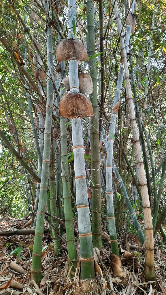 《雲林》紫斑蝶廊道｜龍過脈森林步道20220404_1662256