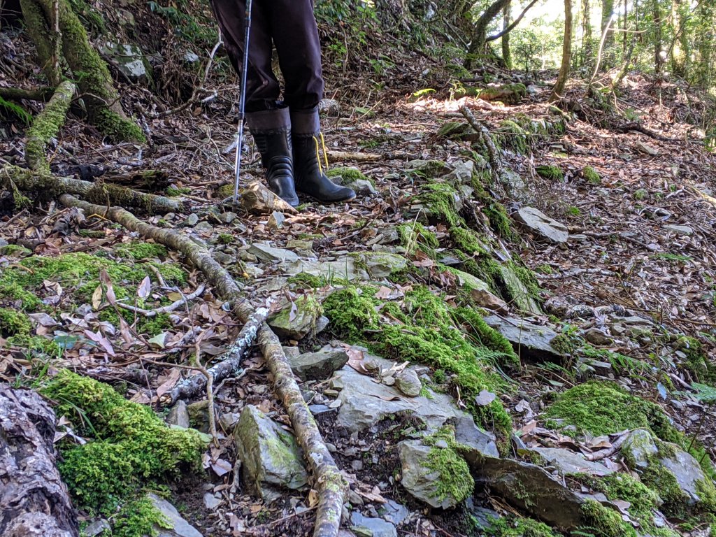 白石檜山出觀霧_1275988