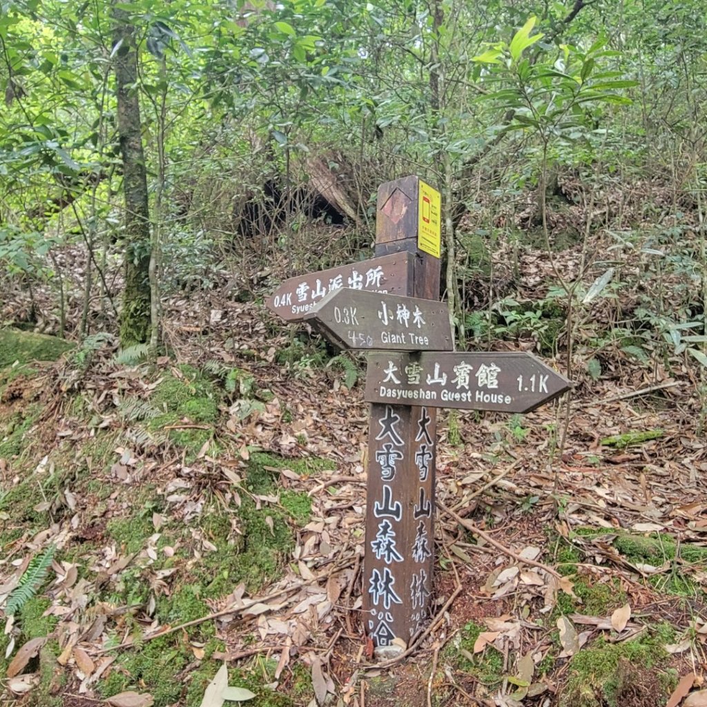 大雪山森林遊樂區森林浴步道_2543606