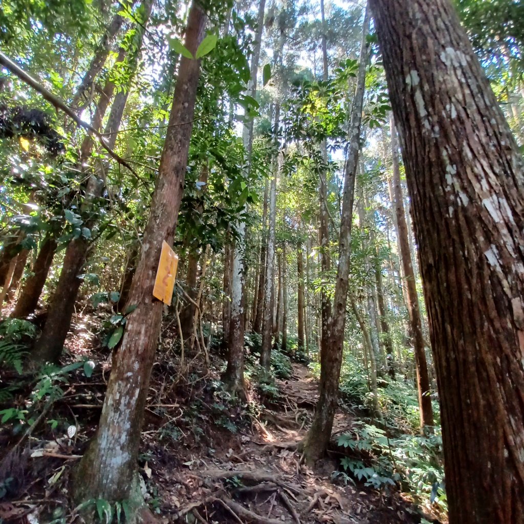 【苗栗南庄】向天湖山光天高山小O繞_2933152
