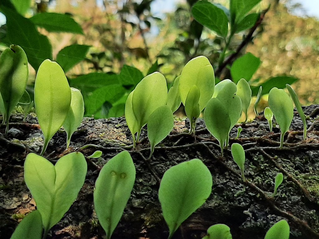 漫步枕頭山。竹子湖漫漫而行_1317377