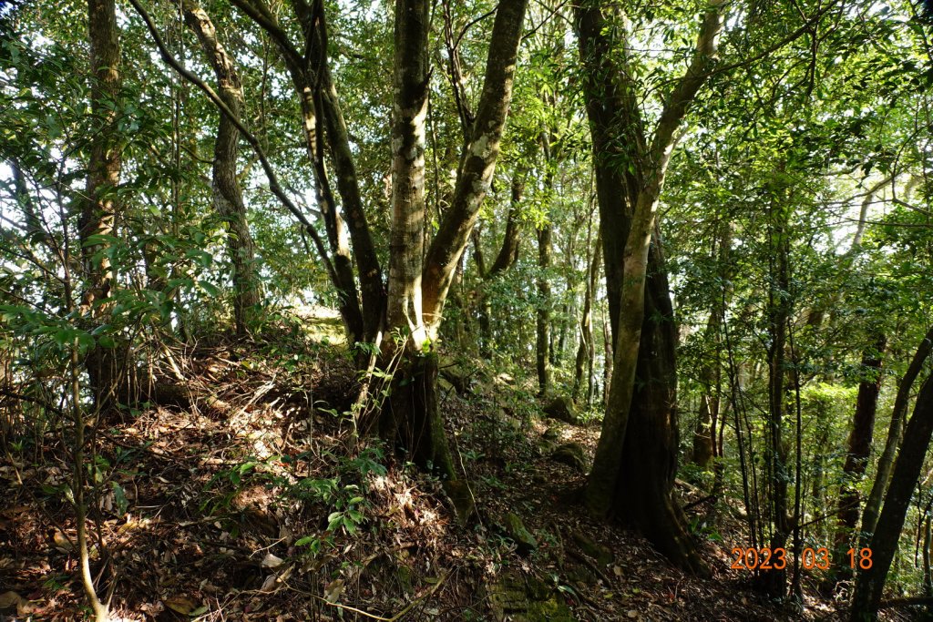 新竹 關西 馬武督山、蓮包山_2076566