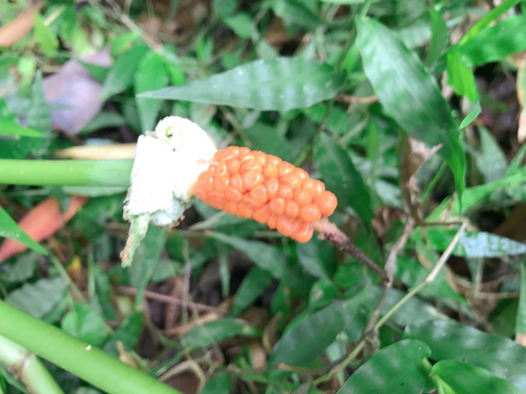 ~ 太魯閣台地→得卡倫步道→大禮部落 ~_1455711